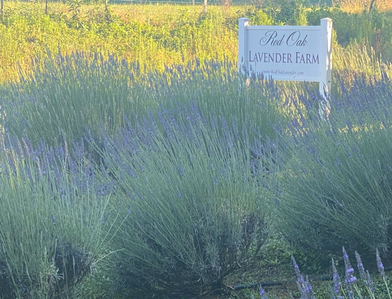 Red Oak Lavender Farm